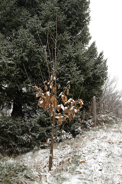 Erstes Schneetreiben umgibt der Wilde Edelkastanienbaum.