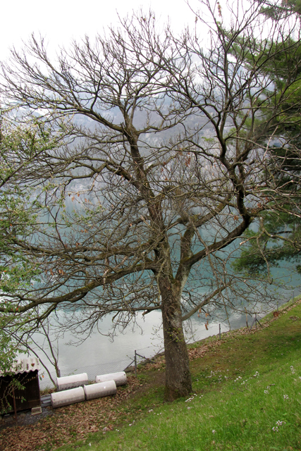 Der alte knorrige Edelkastanienbaum direkt am Ufer des Walensees aus Distanz betrachtet.