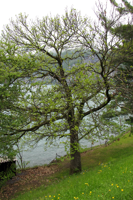Der alte (leider kranke) Edelkastanienbaum in Mols direkt am Ufer des Walensees.