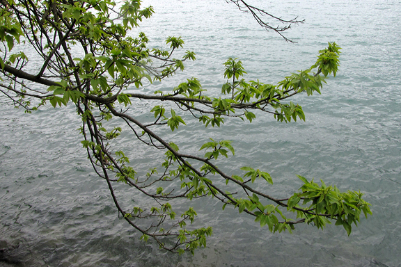 Blätterspriessen direkt über dem Wasser.