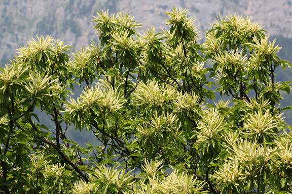Der Blick in die Baumkrone zeigt ein Meer von männlichen Blüten.