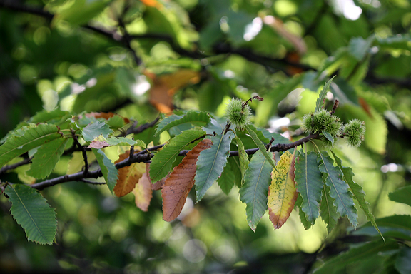 Mitte August zeigen sich an diesen kranken edelkastanienbaum schon die ersten verfärbten Blätter.
