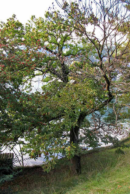 Der Alte knorrige Edelkastanienbaum in Mols direkt am Ufer des Walensees.