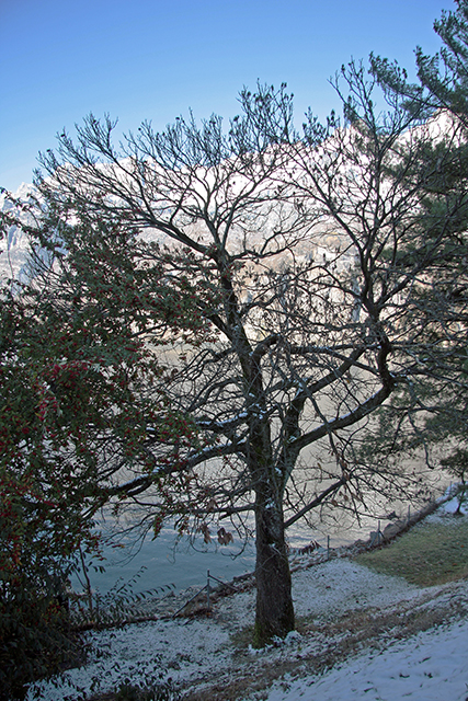 Der Alte knorrige Edelkastanienbaum in Mols direkt am Ufer des Walensees.
