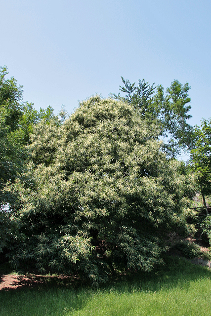 Der Murger Kastanienbaum in Vollblüte.