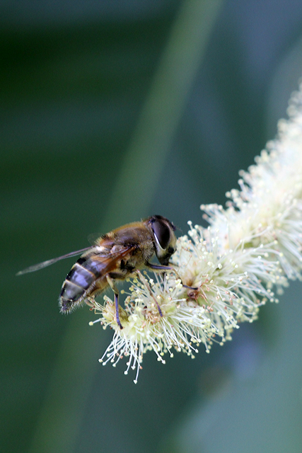 Biene labt sich an der der mennlichen Blütenstängel.