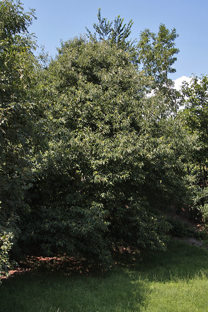 Der Murger Kastanienbaum aus Distanz betrachtet.