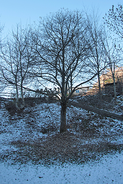 Der Murger Kastanienbaum aus Distanz betrachtet.