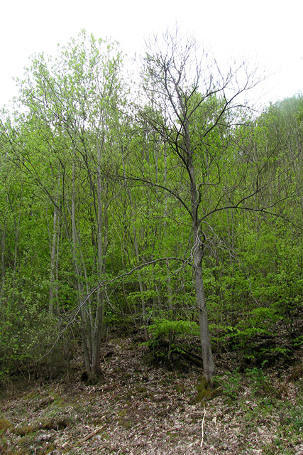 Der Edelkastanienbaum im Murger Wald sieht aus Distanz noch kahl aus.