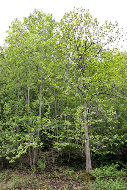 Der Edelkastanienbaum im Murger Wald aus Distanz betrachtet.