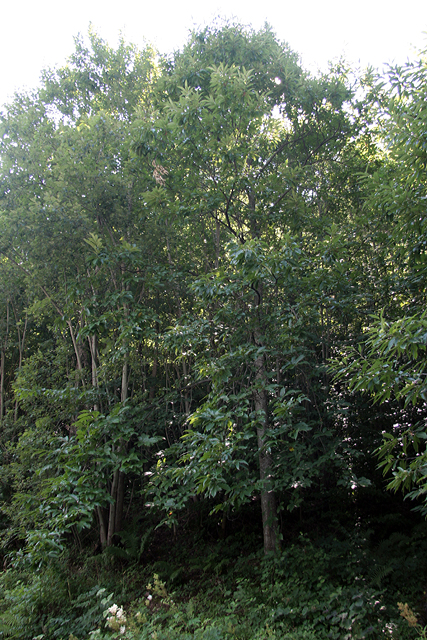 Der Edelkastanienbaum im Murger Wald aus Distanz betrachtet.