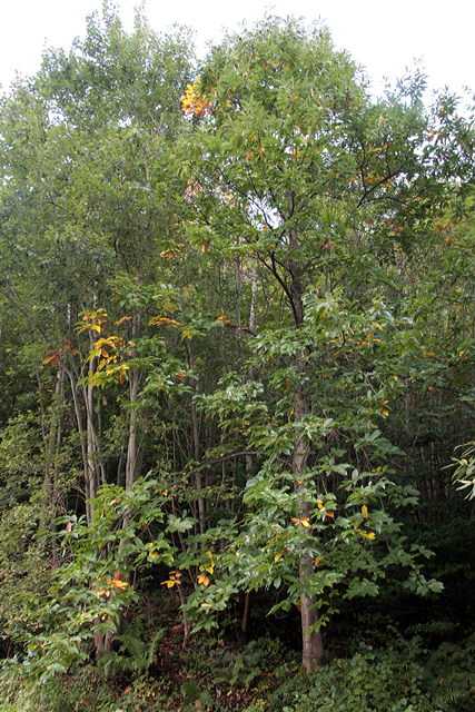 Der Edelkastanienbaum im Murger Wald, im beginnenden Herbstkleid.