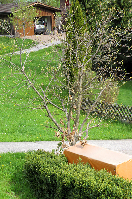 Beim Obstaldner Edelkastanienbaum ist aus Distanz das erste zarte Grün zu erkennen.