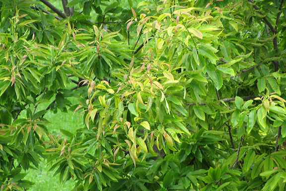 Die hellen gelblichen Verfärbungen der Blätter, zeigen einen Kalküberschuss an.