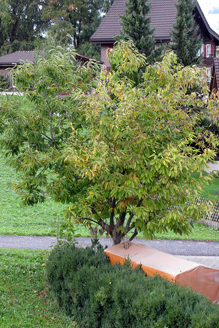 Obstaldner Edelkastanienbaum beginnt sich herbstlich zu verfärben.