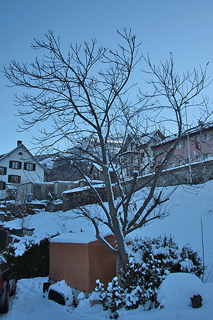 Obstaldner Edelkastanienbaum bedeckt mit Schnee.
