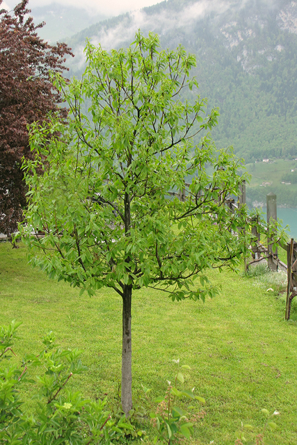 Der zweite in Obstalden stehende Edelkastanienbaum aus Distanz betrachtet.