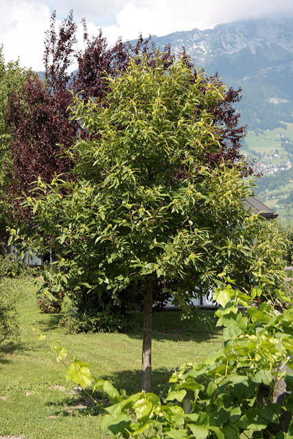 Obstaldner Edelkastanienbaum aus Distanz betrachtet.