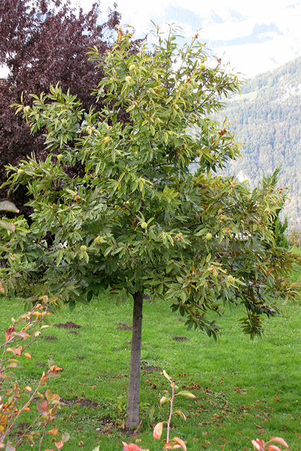 Obstaldner Edelkastanienbaum aus Distanz betrachtet, leicht herbstlich verfärbt.