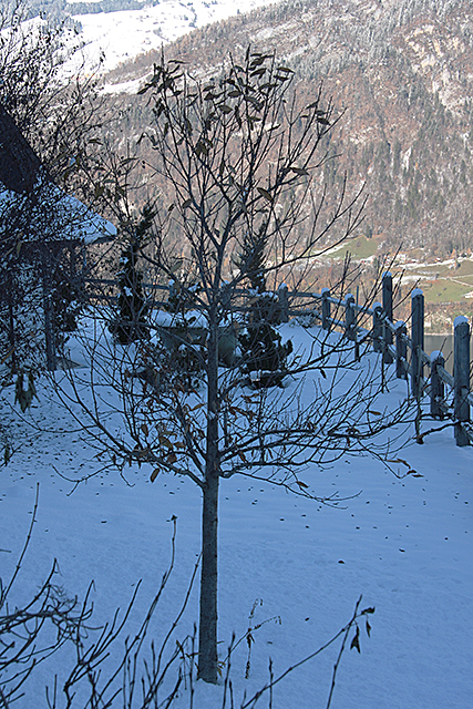 Obstaldner Edelkastanienbaum aus Distanz betrachtet, kalten Minustemperaturen.