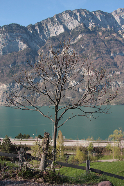 Der Edelkastanienbaum Bouche de Bétizac aus Distanz betrachtet. Bei genauem Hinsehen, ist auch aus Distanz das erste Grün zu erkennen.