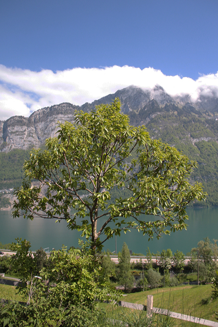 Der Edelkastanienbaum Bouche de Bétizac aus Distanz betrachtet.