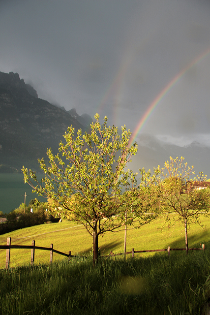 Der Edelkastanienbaum Brunella nach einem Gewitter. Im Hintergrund ein doppelter Regenbogen.