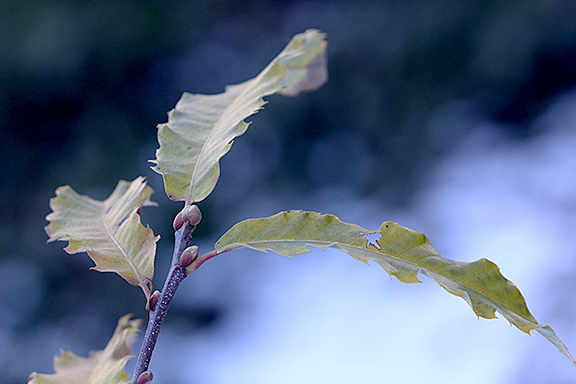 Letzte Herbstblätter in der Baumkrone.