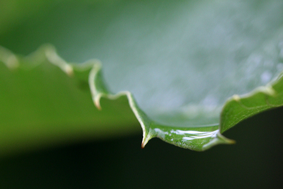 Zähne eines Edelkastanienblatt, behangen mit Regentropfen.