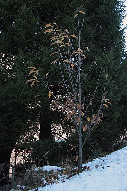 Der Wilde Edelkastanienbaum zieren noch einige Blätter.