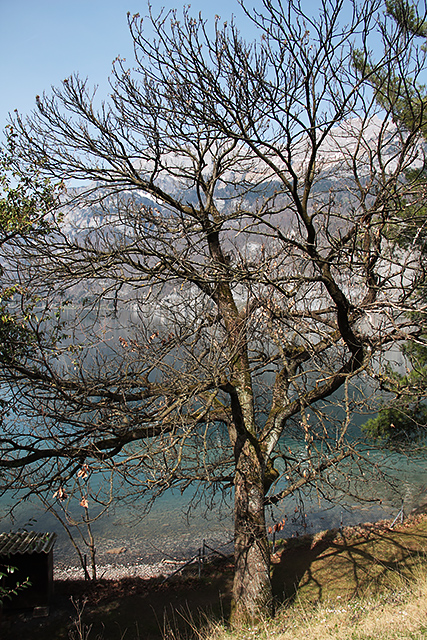 Der urchige Edelkastanienbaum in Mols am Ufer des Walensee.