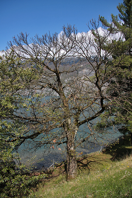 Kranker Edelkastaneinbaum in Mols am Walensee.