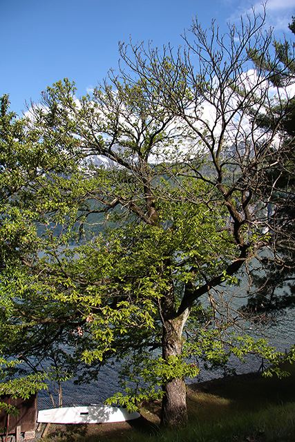 Alter und leider kranker Edelkastanienbaum in Mols am Ufer des Walensee.