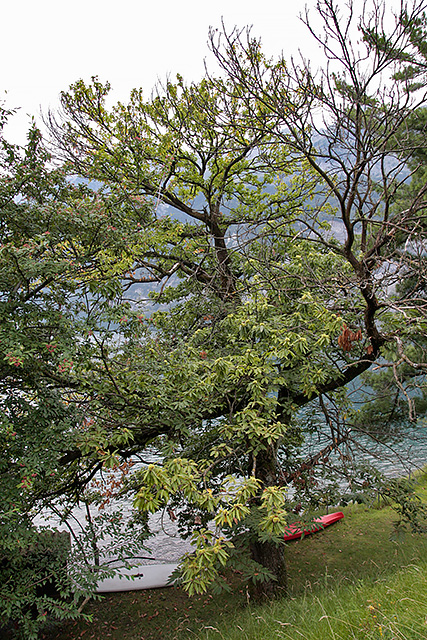 Alter erkrankter Edelkastanienbaum im Mols direkt am Ufer des Walensees.