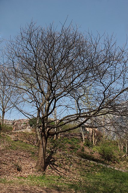 Der Murgen Edelkastanienbaum in seiner vollen Grösse. Aus Distanz ist auch hier noch kein Schwellen der Knospen zu sehen.
