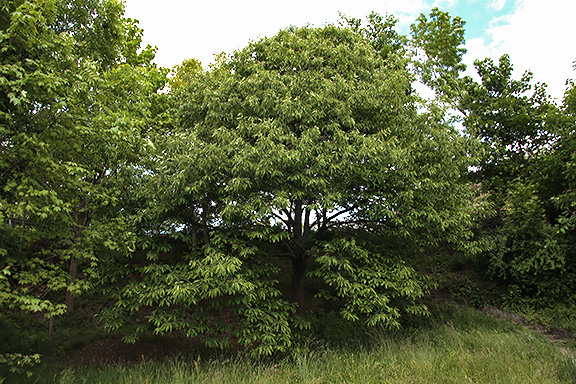 Der Murgen Edelkastanienbaum (Castanea sativa) ist nun voll ergrünt.