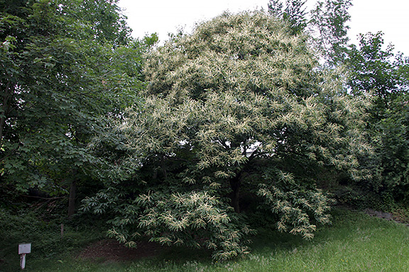 Der Edelkastanienbaum in Dorfeingang von Murg steht in Vollbüte. Der Duft ist herrlich.