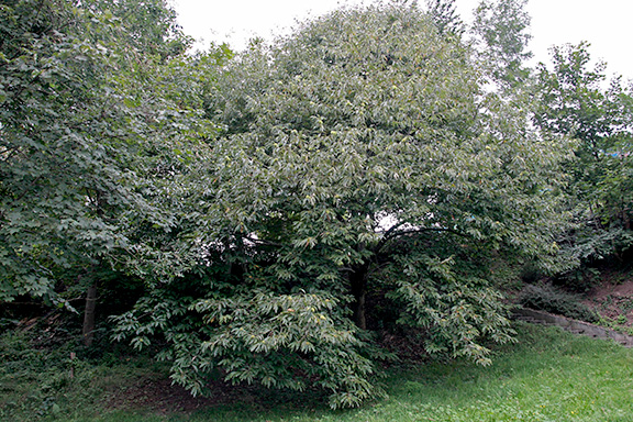 Edelkastanienbaum am Dorfeingang von Murg.