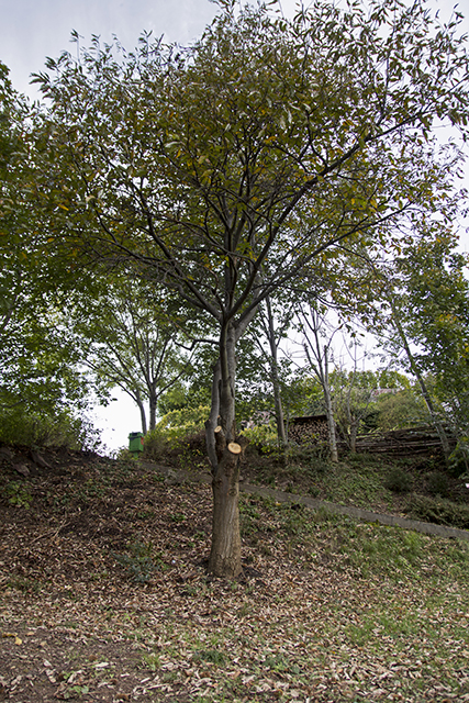 Edelkastanienbaum am Dorfeingang von Murg.