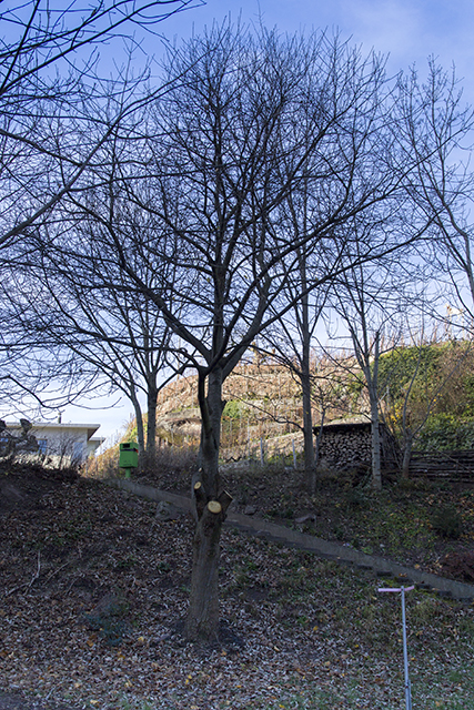 Kahler Edelkastanienbaum am Dorfeingang von Murg.