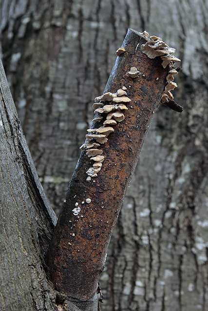 Baum Pilze wachsen an einem abgesägten Ast.