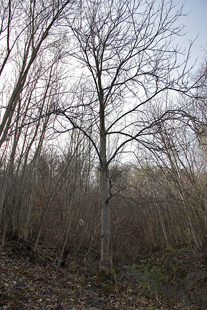 Beim Wald-Edelkastanienbaum zeigt sich das selbe Bild. Von Weitem ist kein Grün zu erkennen.