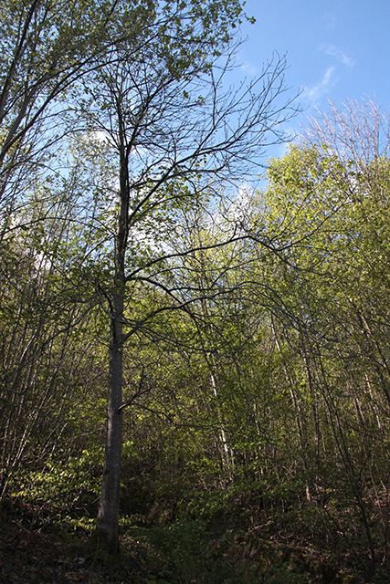Aus Distanz sind die ersten grünen Blätter des Murger-Wald Kastanienbaum noch nicht zu sehen.