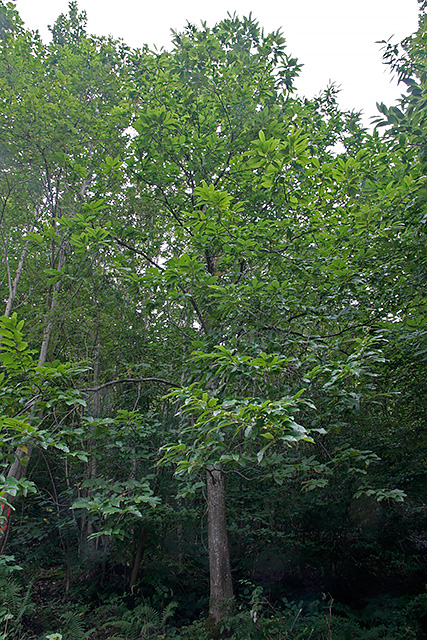 Edelkastanienbaum im Wald von Murg.