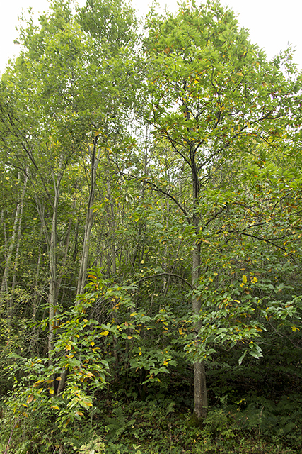 Murger Edelkastanienbaum im Wald aus Distanz betrachtet.