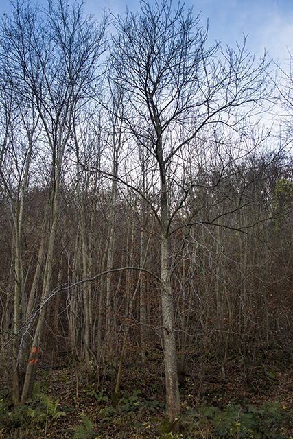 Kahler Murger Edelkastanienbaum im Wald aus Distanz betrachtet.