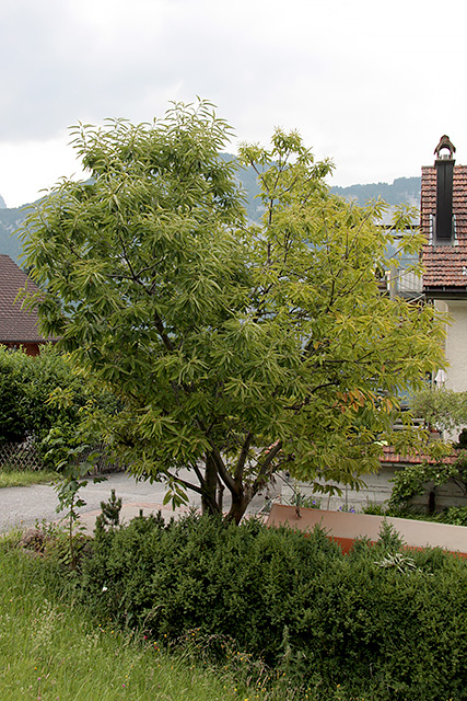 Der Edelkastanienbaum in Obstalden.