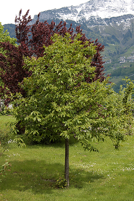 Auch der zweite Obstldner Edelkastanienbaum (Castanea sativa) ist vollständig ergrünt.