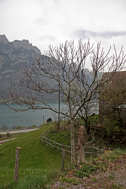 Edelkastaneinabaum Bouche de Bétizac oberhalb des Walensees aus Distanz betrachtet.