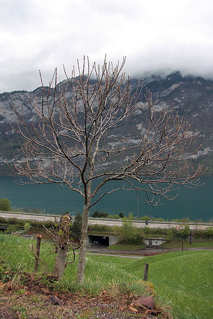 Edelkastaneinabaum Bouche de Bétizac oberhalb des Walensees aus Distanz betrachtet. Die Knospen sind nun sichtbar.